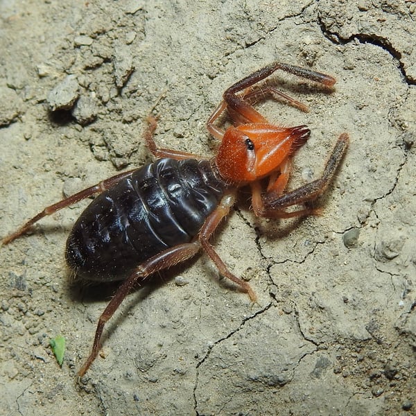 Ammotrechula mulaiki