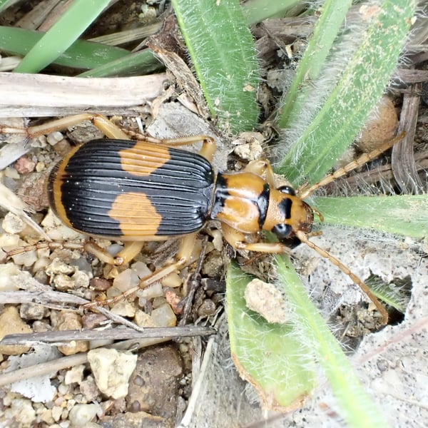 Pheropsophus verticalis