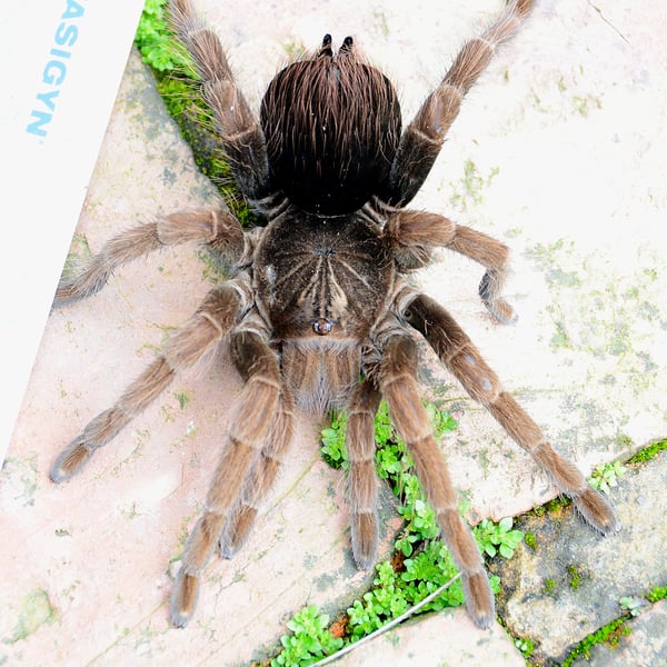 Pamphobeteus fortis