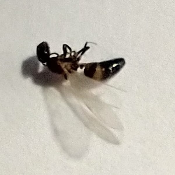 Colobopsis impressa
