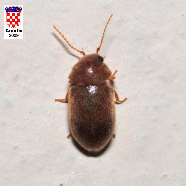 Lasioderma kiesenwetteri