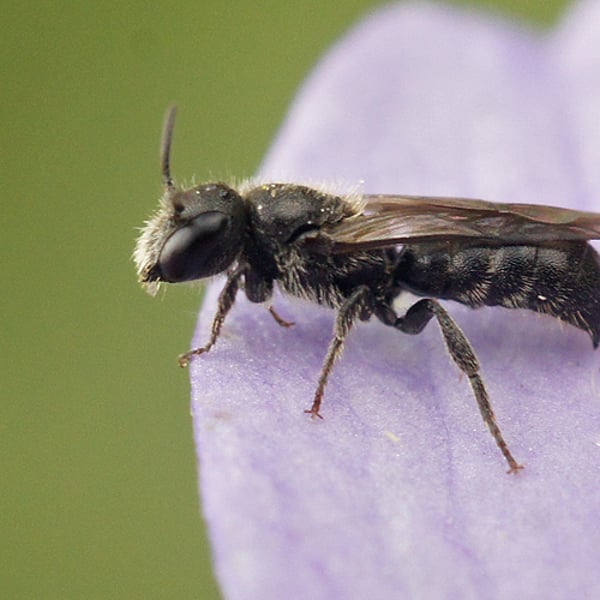 Chelostoma campanularum