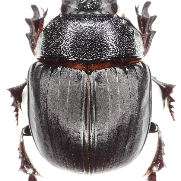 Heliocopris tyrannus