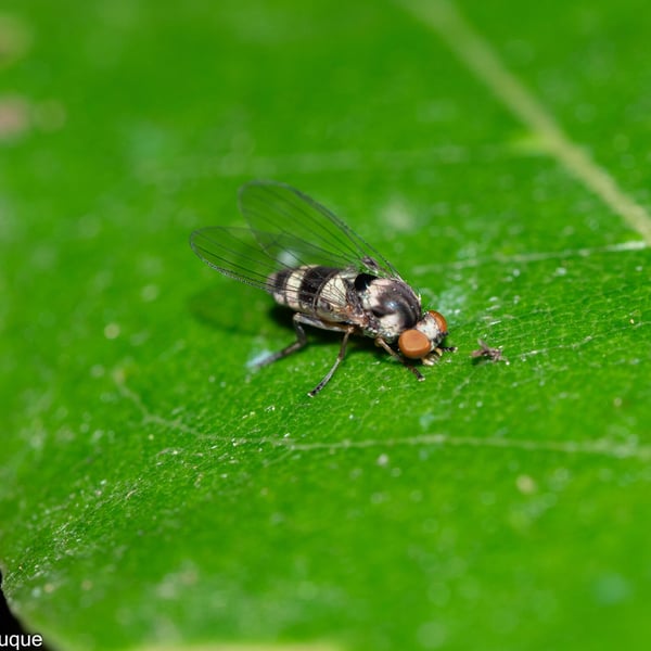 Callomyia