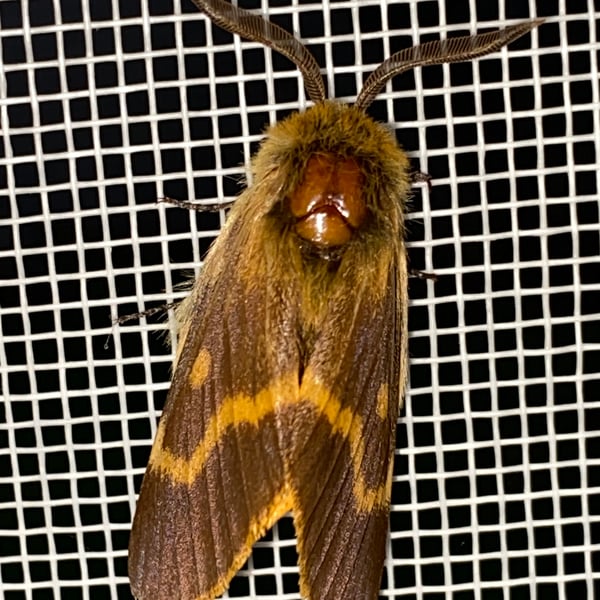 Lemonia