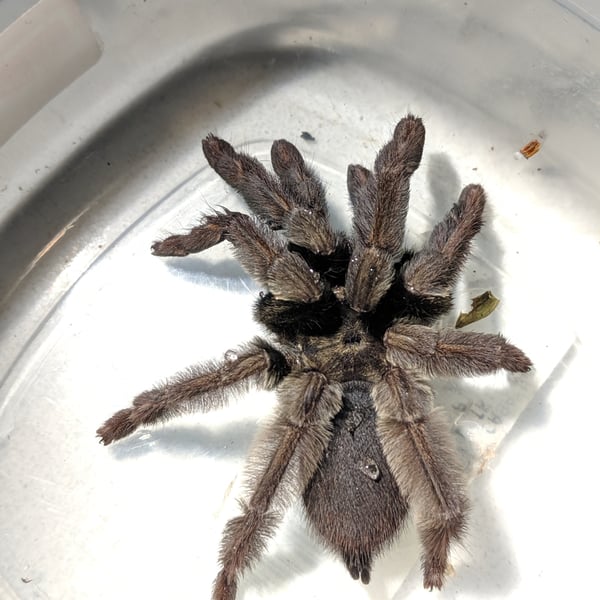 Psalmopoeus ecclesiasticus
