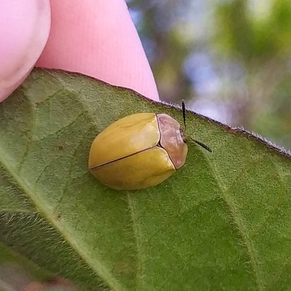 Stolas schaumi