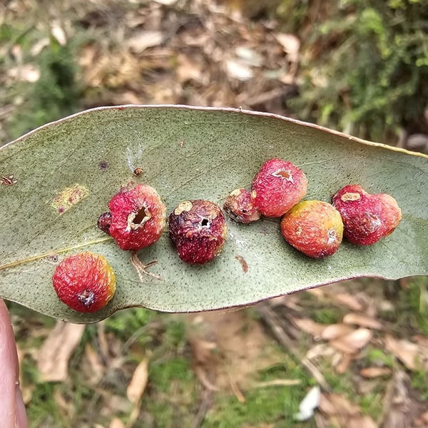 Epichrysocharis