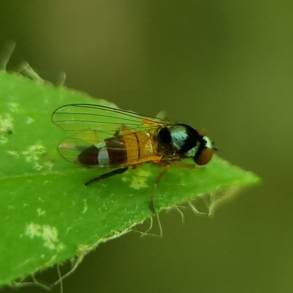 Callomyia amoena