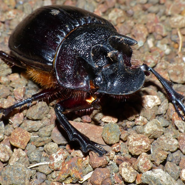 Heliocopris neptunus