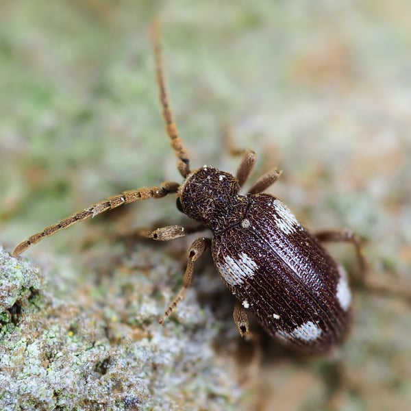 Ptinus sexpunctatus