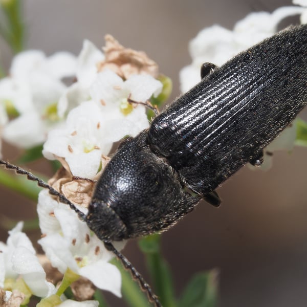 Melanotus crassicollis