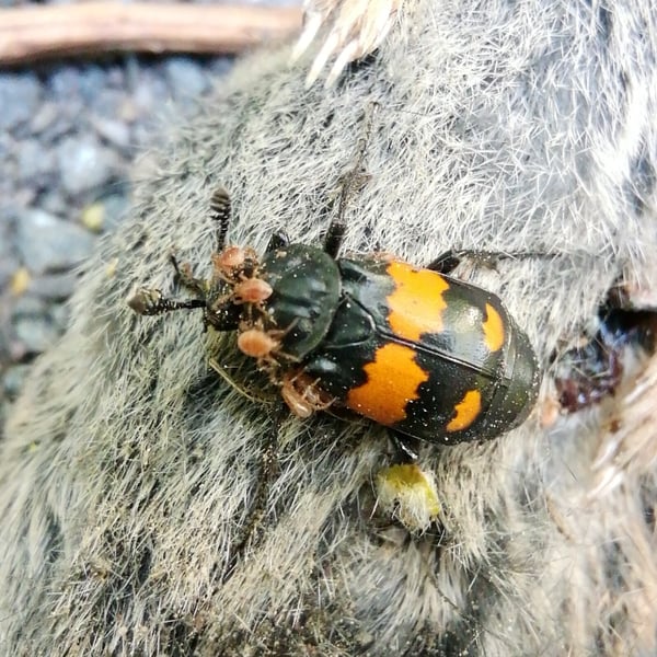 Poecilochirus carabi