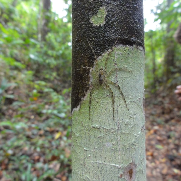 Pandercetes plumipes