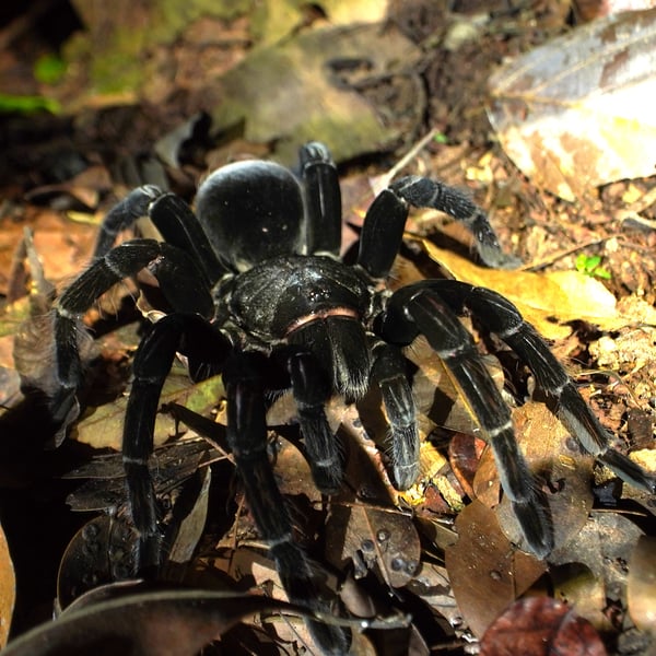Pamphobeteus antinous