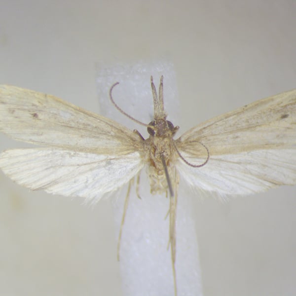 Donacaula nitidellus