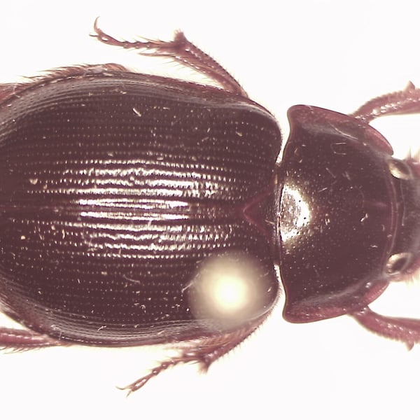 Phaeochrous emarginatus