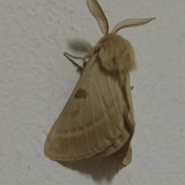 Lemonia balcanica