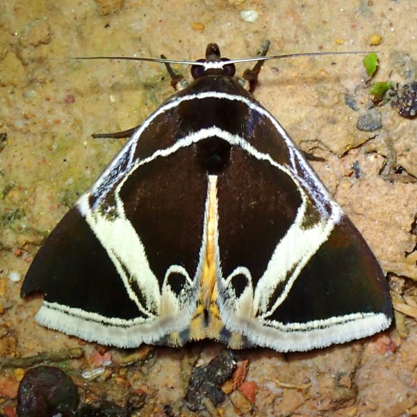 Fodina sumatrensis