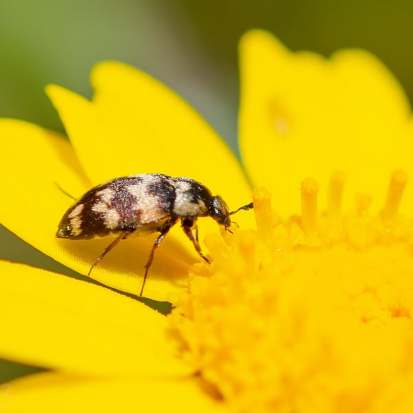Attagenus trifasciatus