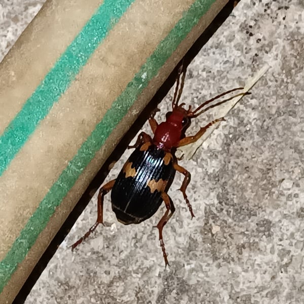 Pheropsophus hispanicus