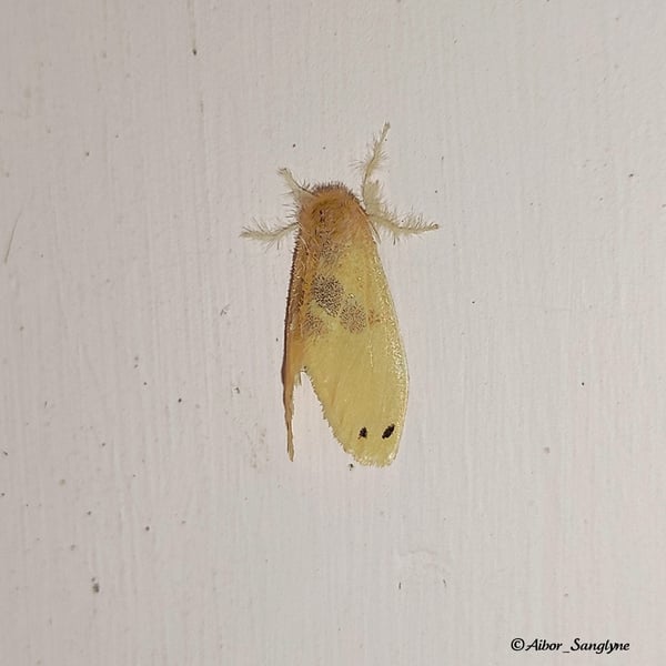 Artaxa sakaguchii