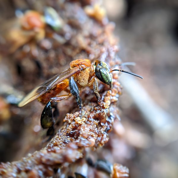 Tetragonula melanocephala