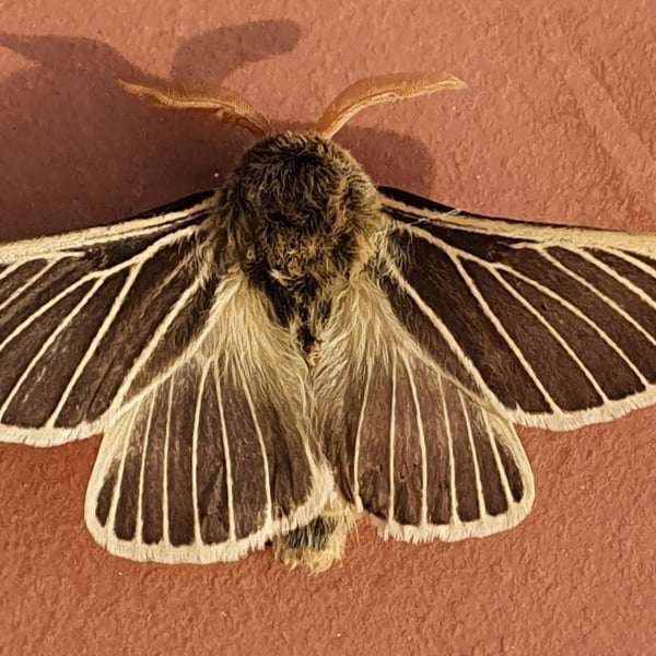 Lemonia philopalus