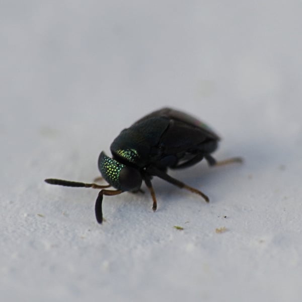 Eugahania fumipennis