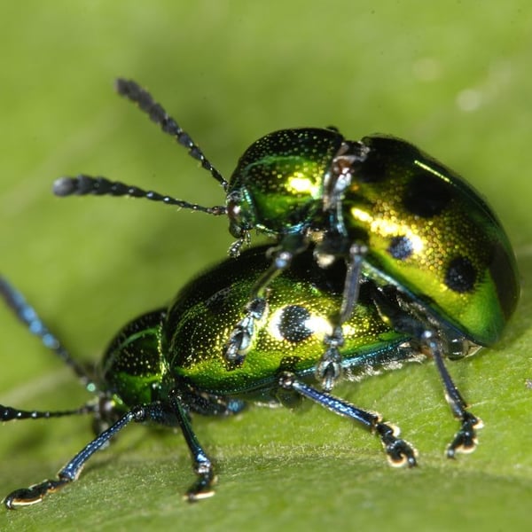 Platycorynus decemnotatus