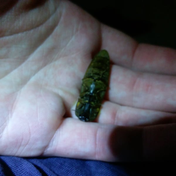 Pyrophorus noctilucus