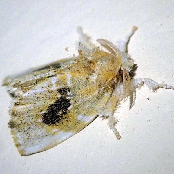 Artaxa ormea
