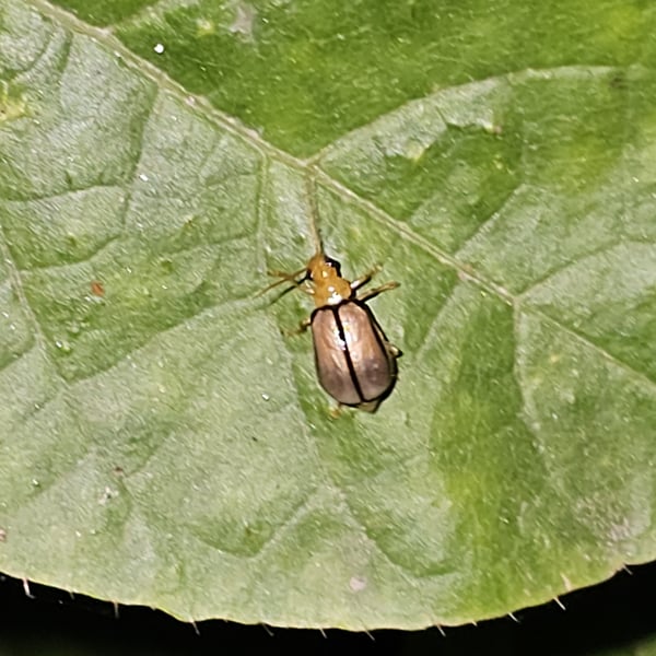 Aulacophora cincta