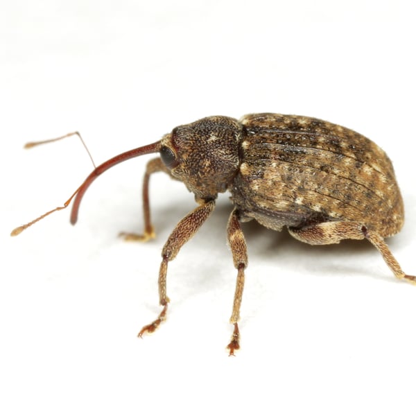 Conotrachelus naso