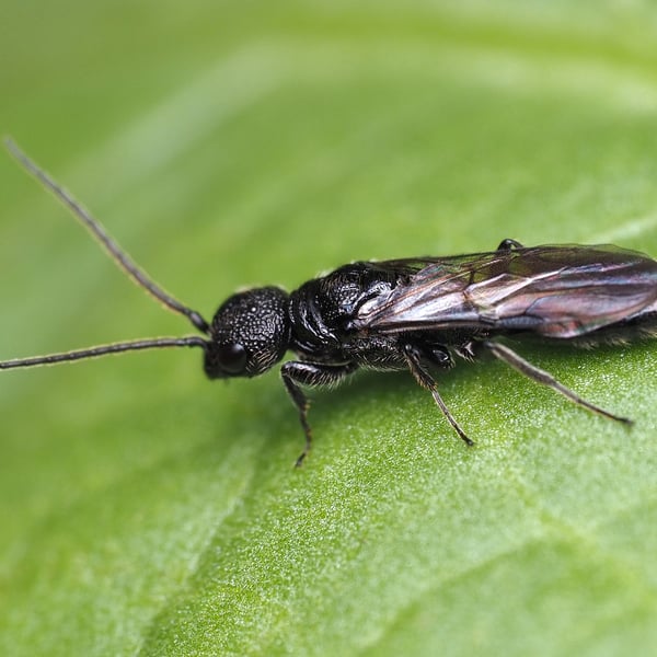 Pristepyris armiferus