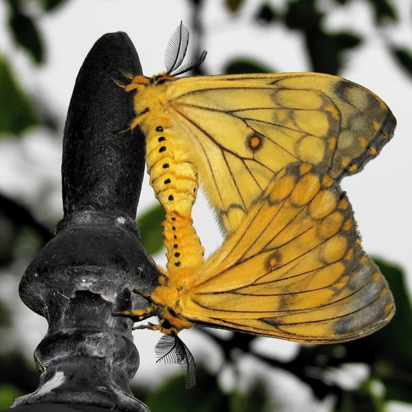 Pseudaphelia apollinaris