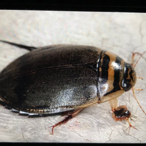 Acilius sulcatus
