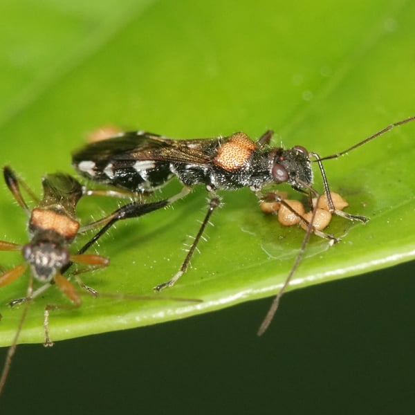 Artemidorus sobrinus