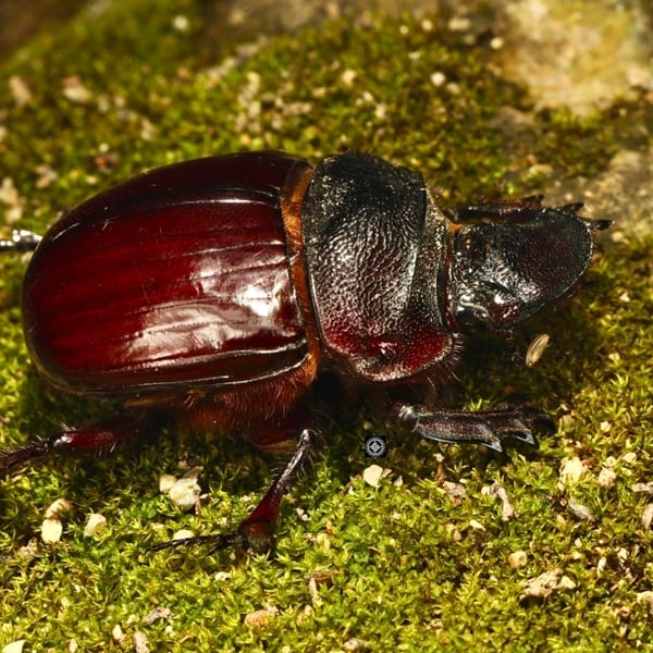 Heliocopris bucephalus
