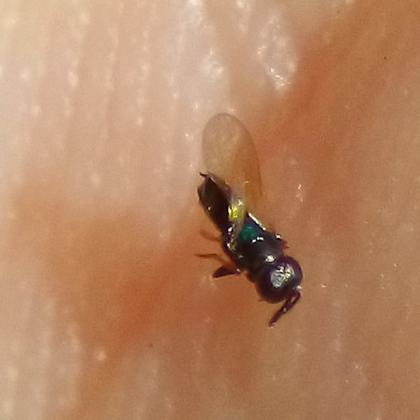 Parectromoides varipes