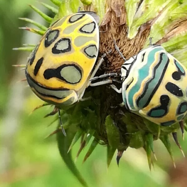 Sphaerocoris annulus