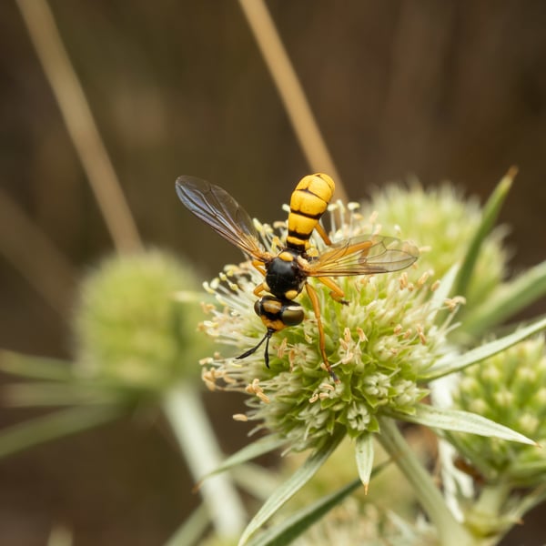 Conops silaceus