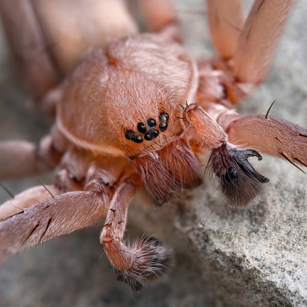 Titiotus heberti