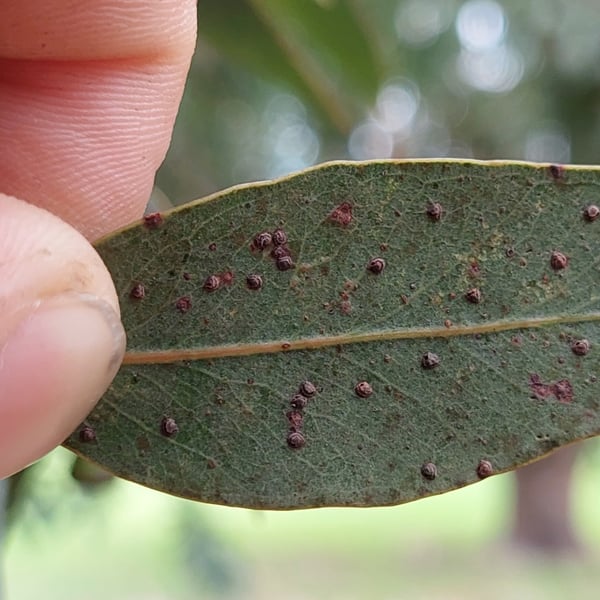 Ophelimus eucalypti