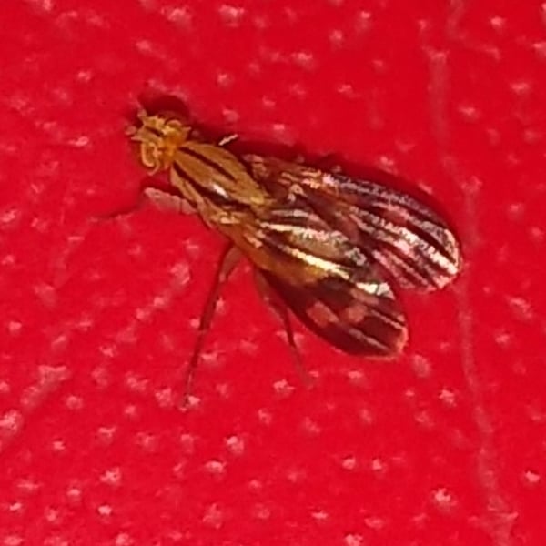 Apiochaeta philippii