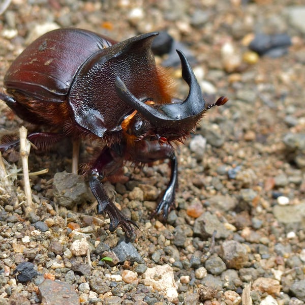 Heliocopris andersoni