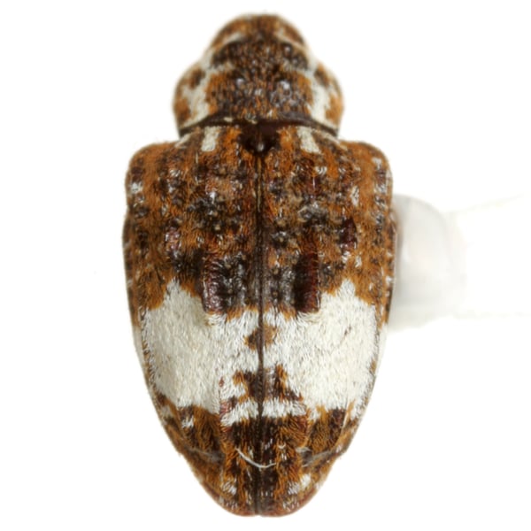 Conotrachelus buchanani