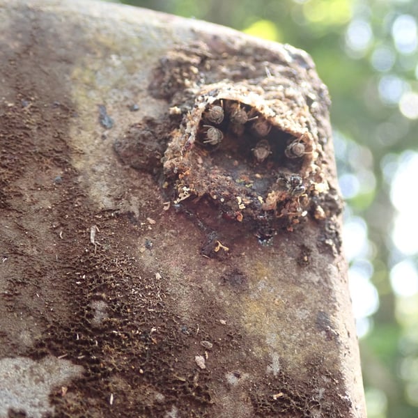 Tetragonula praeterita