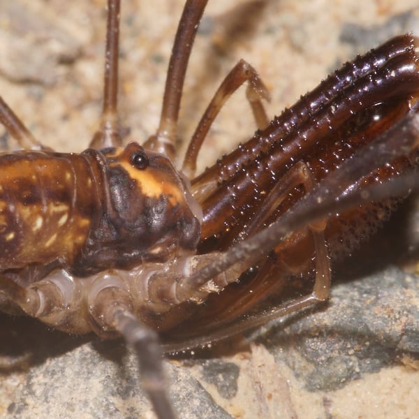 Forsteropsalis fabulosa