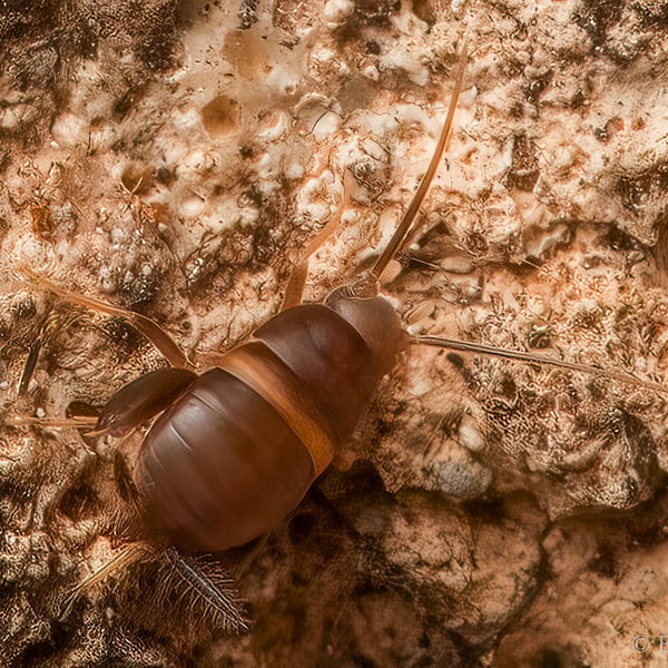Myrmecophilus americanus